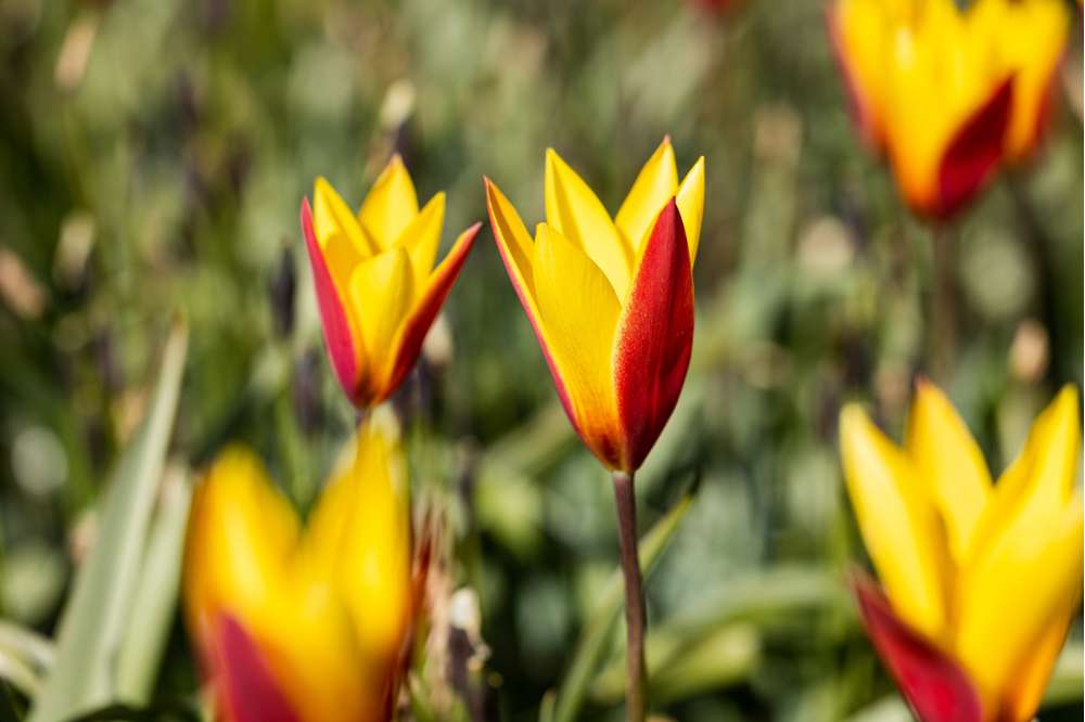 Botanisk Tulipan 'Tubergens Gem'